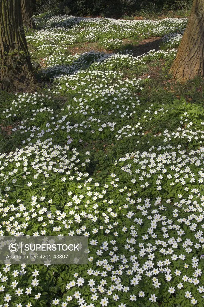 Wood Anemone (Anemone nemorosa) covering forest floor, Netherlands