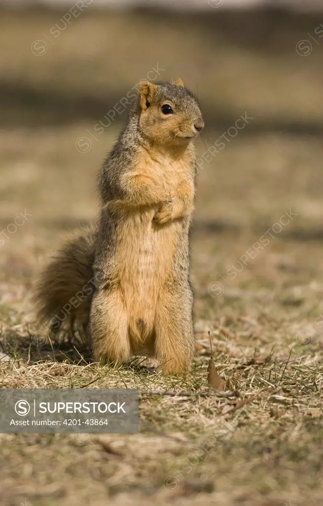 Eastern Fox Squirrel (Sciurus niger) standing upright, Michigan