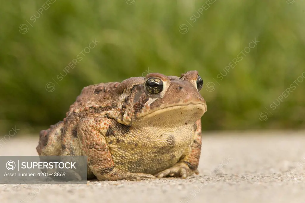 American Toad (Bufo americanus) resting on gravel road, Michigan
