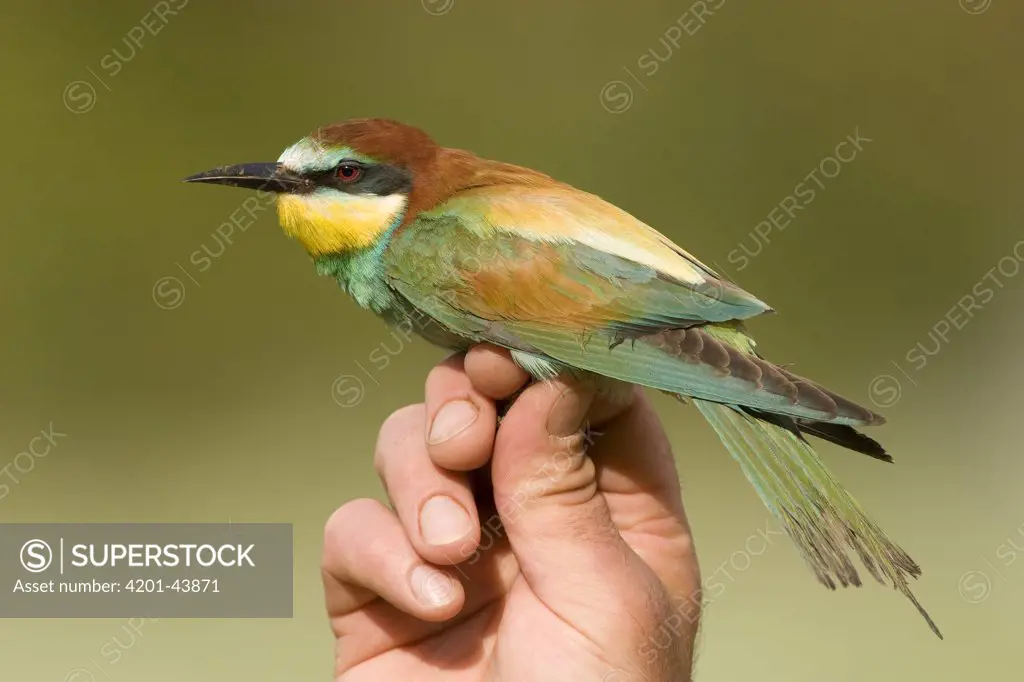 European Bee-eater (Merops apiaster) in hand, Switzerland