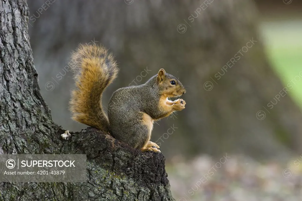Eastern Fox Squirrel (Sciurus niger) sitting on tree stump eating nuts, Michigan