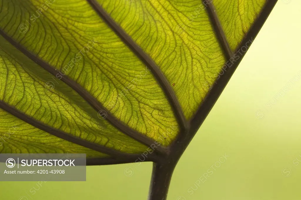 Veins of a leaf, Michigan