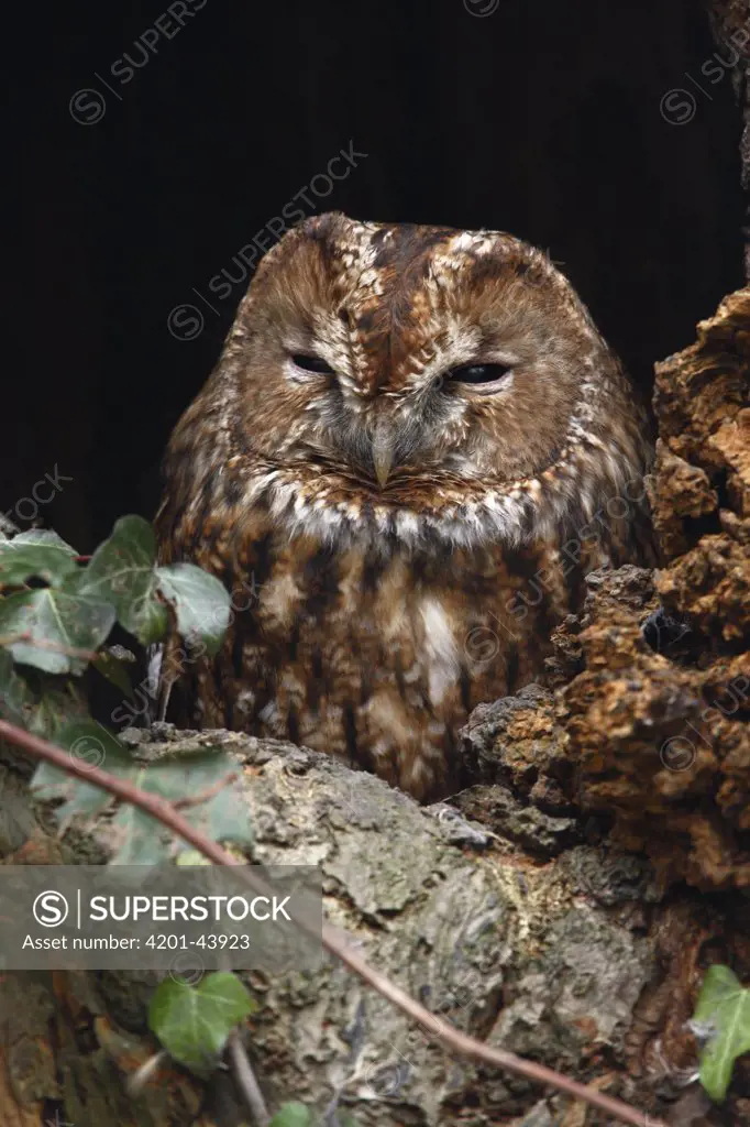 Tawny Owl (Strix aluco), Utrecht, Netherlands