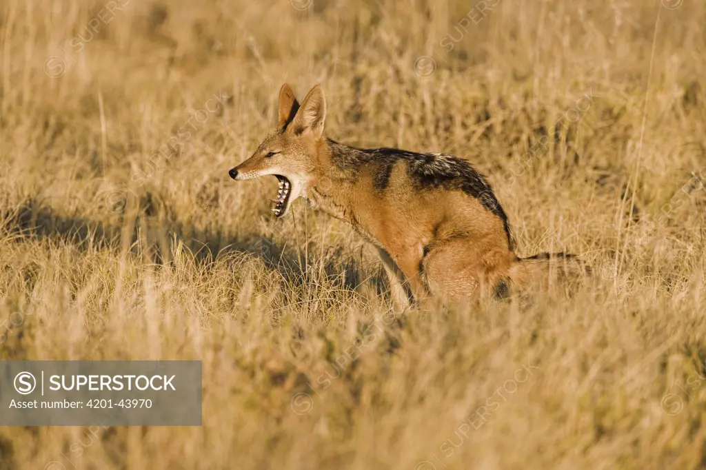 Black-backed Jackal (Canis mesomelas) yawning while defecating, Etosha National Park, Namibia