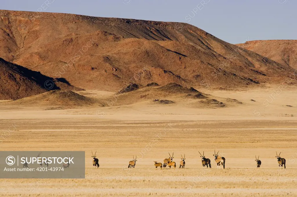 Oryx (Oryx gazella) herd on dried-out grassland, Namibia