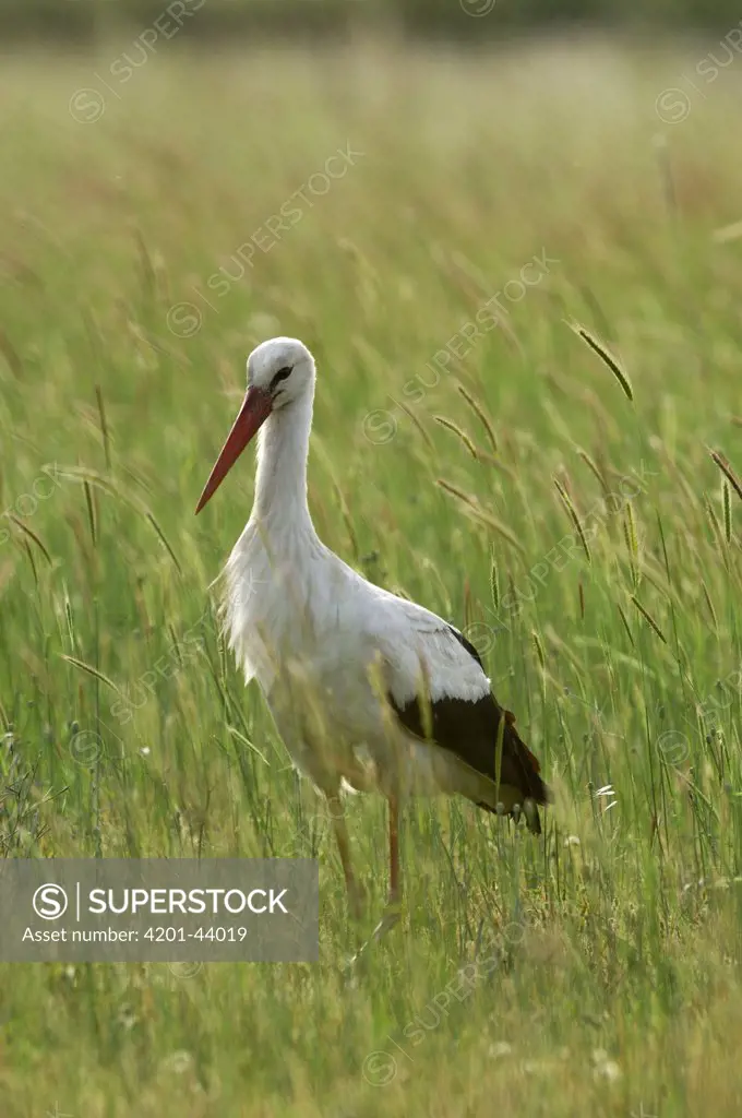 White Stork (Ciconia ciconia), Lesvos, Greece