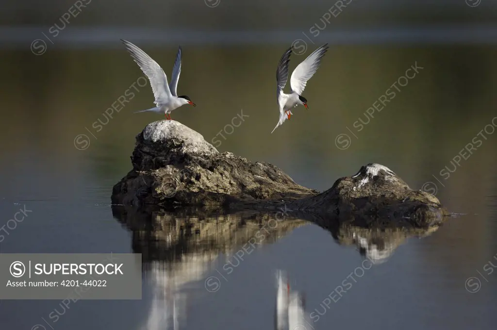 Common Tern (Sterna hirundo) pair landing on stones in the water, Lesvos, Greece