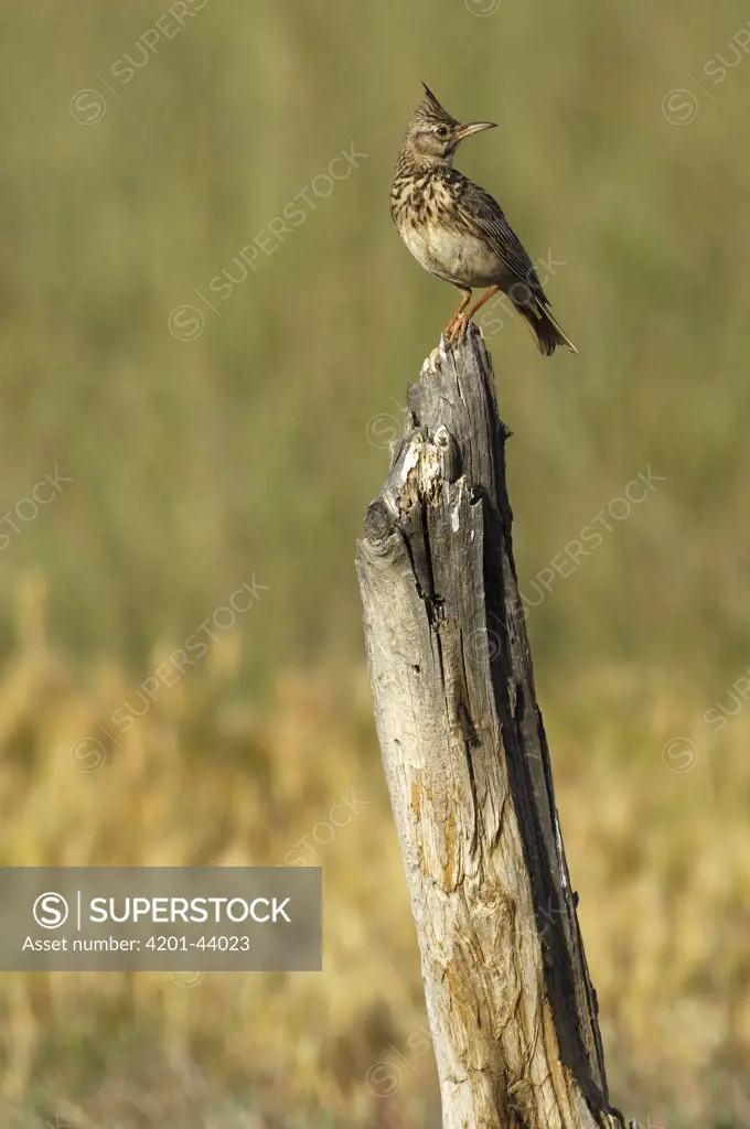 Crested Lark (Galerida cristata) sitting on a wooden pole, Lesvos, Greece
