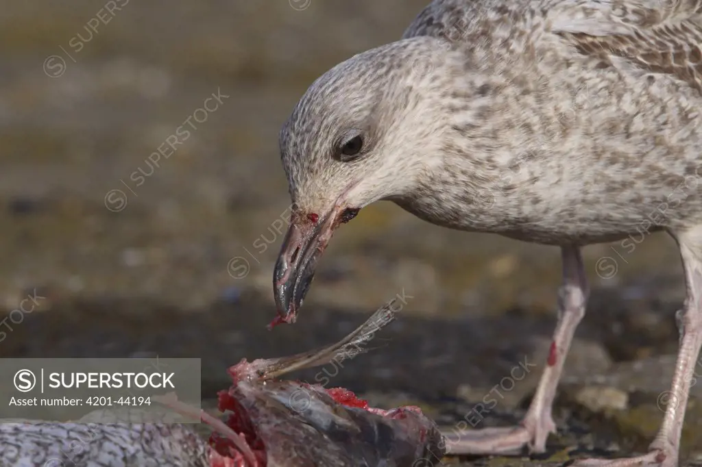 Herring Gull (Larus argentatus) feeding, South Holland, Netherlands