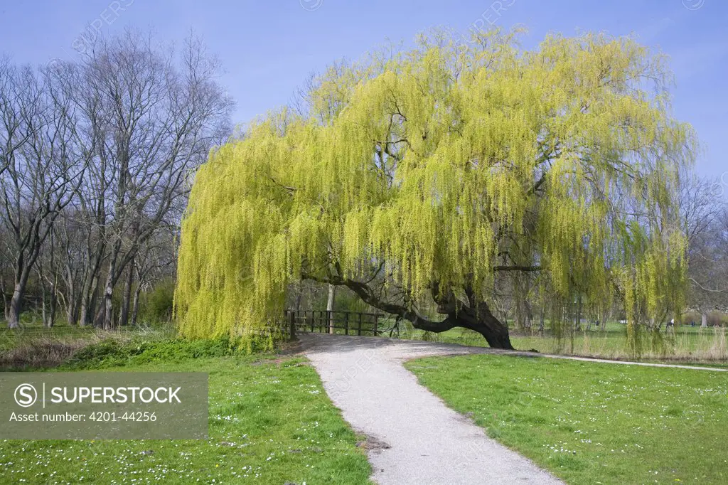 Weeping Willow (Salix sepulcralis) blossoming in a park, Den Helder, Netherlands