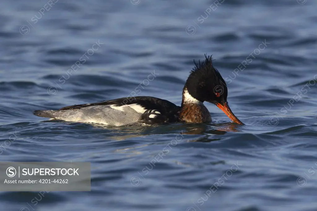 Red-breasted Merganser (Mergus serrator) male foraging in the water, South Holland, Netherlands