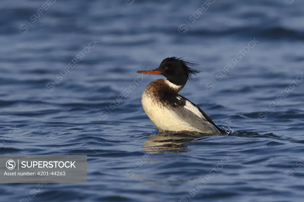 Red-breasted Merganser (Mergus serrator) male stretching in the water, South Holland, Netherlands