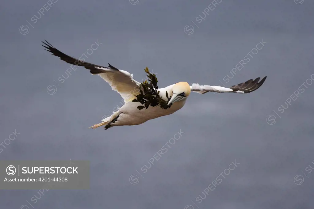 Northern Gannet (Morus bassanus) flying with seaweed for nest building, Helgoland, Germany