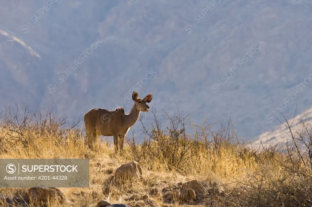 Greater Kudu (Tragelaphus strepsiceros) female, Namibia