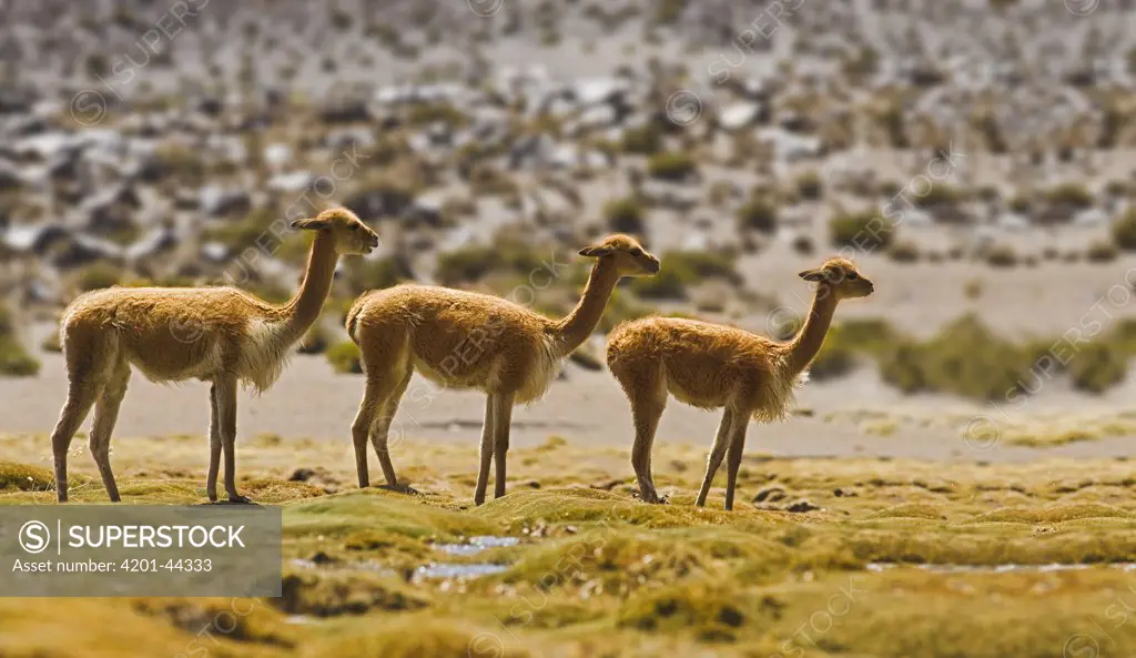 Vicuna (Lama vicugna) trio, Lauca National Park, Chile