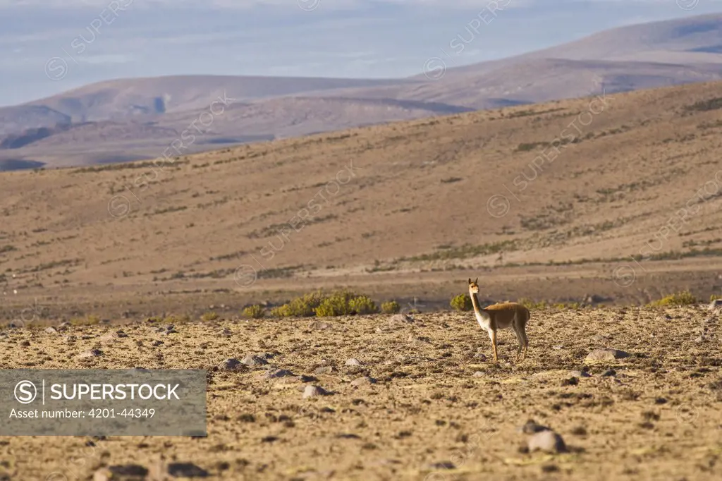 Vicuna (Lama vicugna) on the altiplano, Las Vicunas National Reserve, Chile