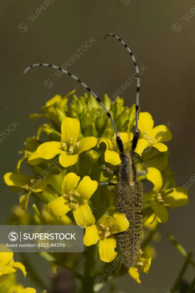 Longhorn Beetle (Agapanthia villosoviridescens) hidden in flower, Handel, Netherlands