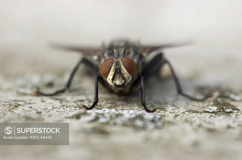 Flesh Fly (Sarcophagidae), Erp, Netherlands