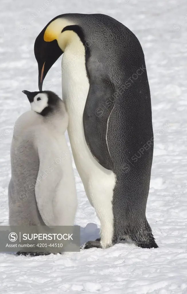 Emperor Penguin (Aptenodytes forsteri) with chick, Antarctica