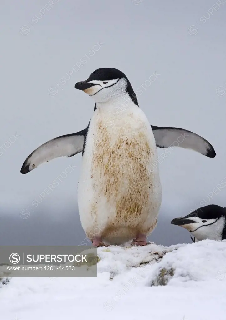 Chinstrap Penguin (Pygoscelis antarctica) pair courting, Antarctica