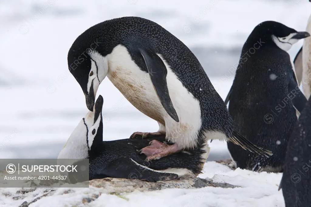 Chinstrap Penguin (Pygoscelis antarctica) pair mating, Antarctica