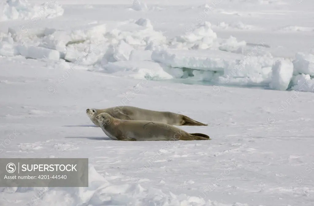 Crabeater Seal (Lobodon carcinophagus) pair resting on sea ice, Antarctica