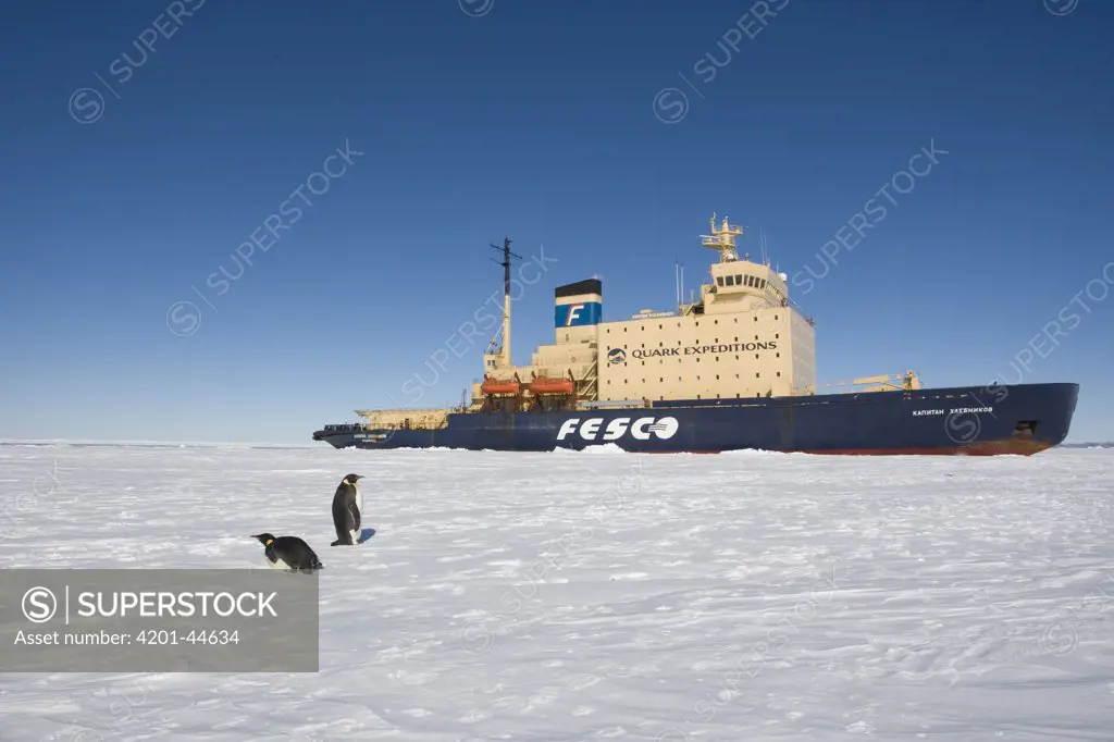 Emperor Penguin (Aptenodytes forsteri) pair in front of the Russian icebreaker Kapitan Khlebnikov, Antarctica