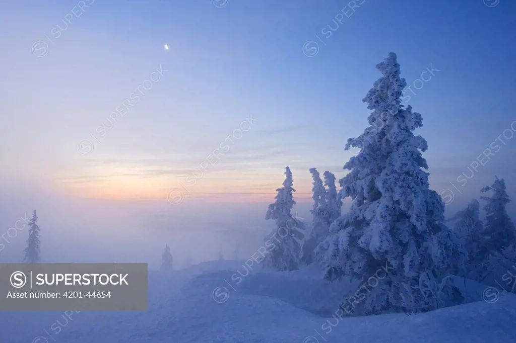 Winter landscape at sunrise, Lusen, Bavarian Forest, Germany