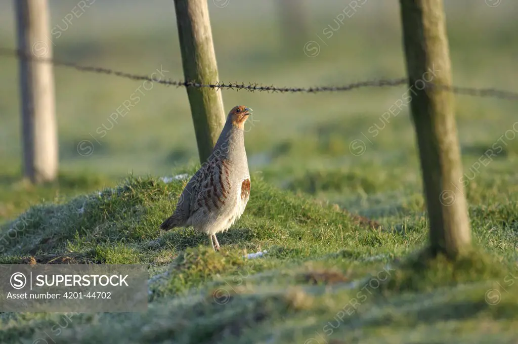 European Partridge (Perdix perdix) standing in a meadow near a fence, Zuid Beveland, Netherlands