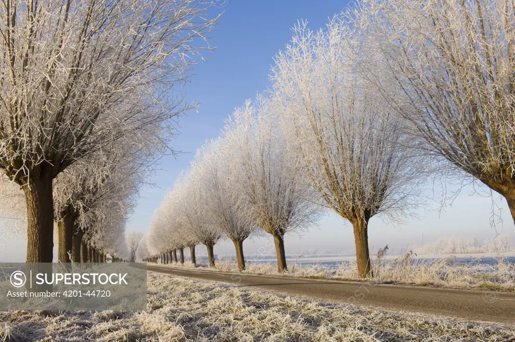 Trees along a road, Zuid Beveland, Netherlands