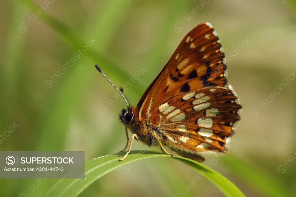 Duke of Burgundy (Hamearis lucina) butterfly on grass, Saint-Jory-las-Bloux, Dordogne, France