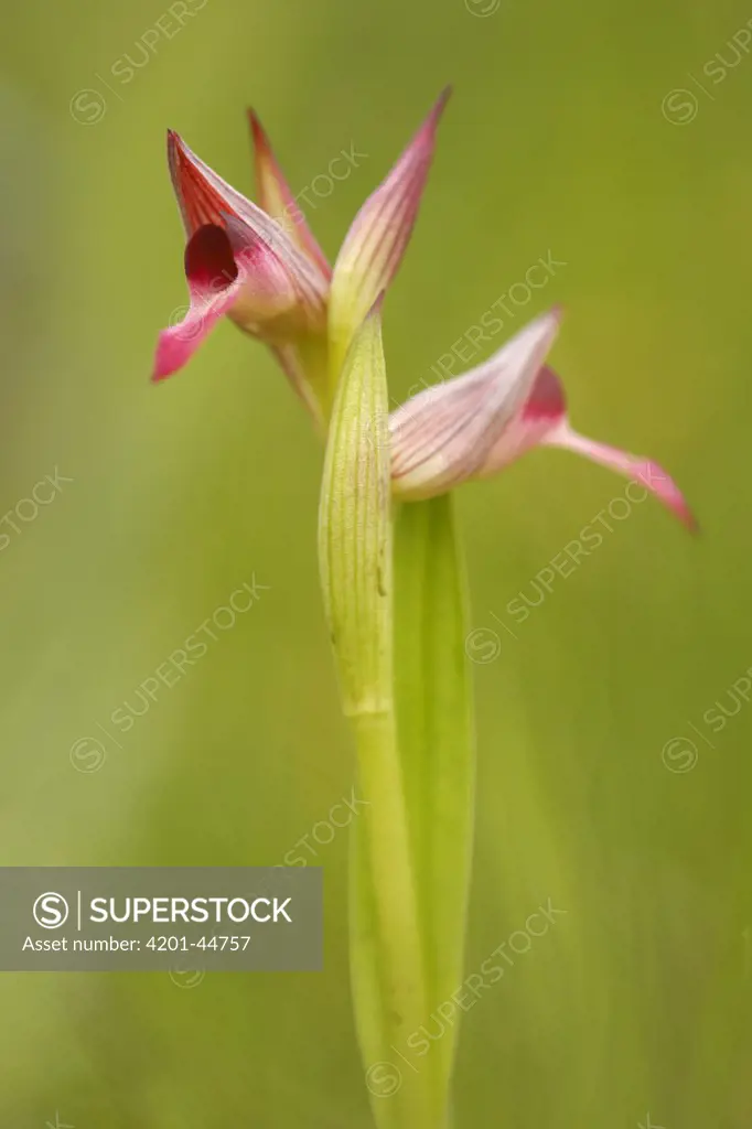 Tongue Orchid (Serapias lingua) flower, Saint-Jory-las-Bloux, Dordogne, France