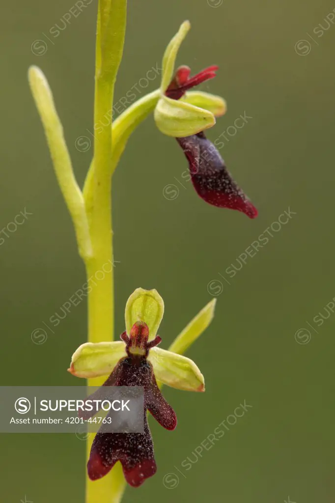 Fly Orchid (Ophrys insectifera) flowers, Saint-Jory-las-Bloux, Dordogne, France