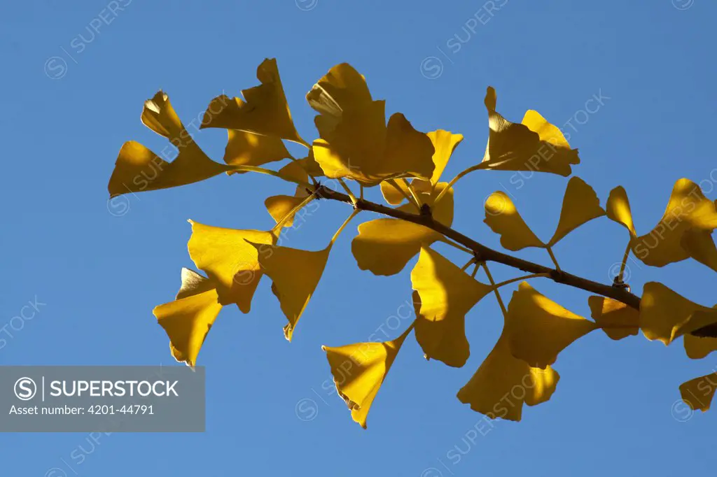 Ginkgo (Ginkgo biloba) leaves in autumn, Netherlands