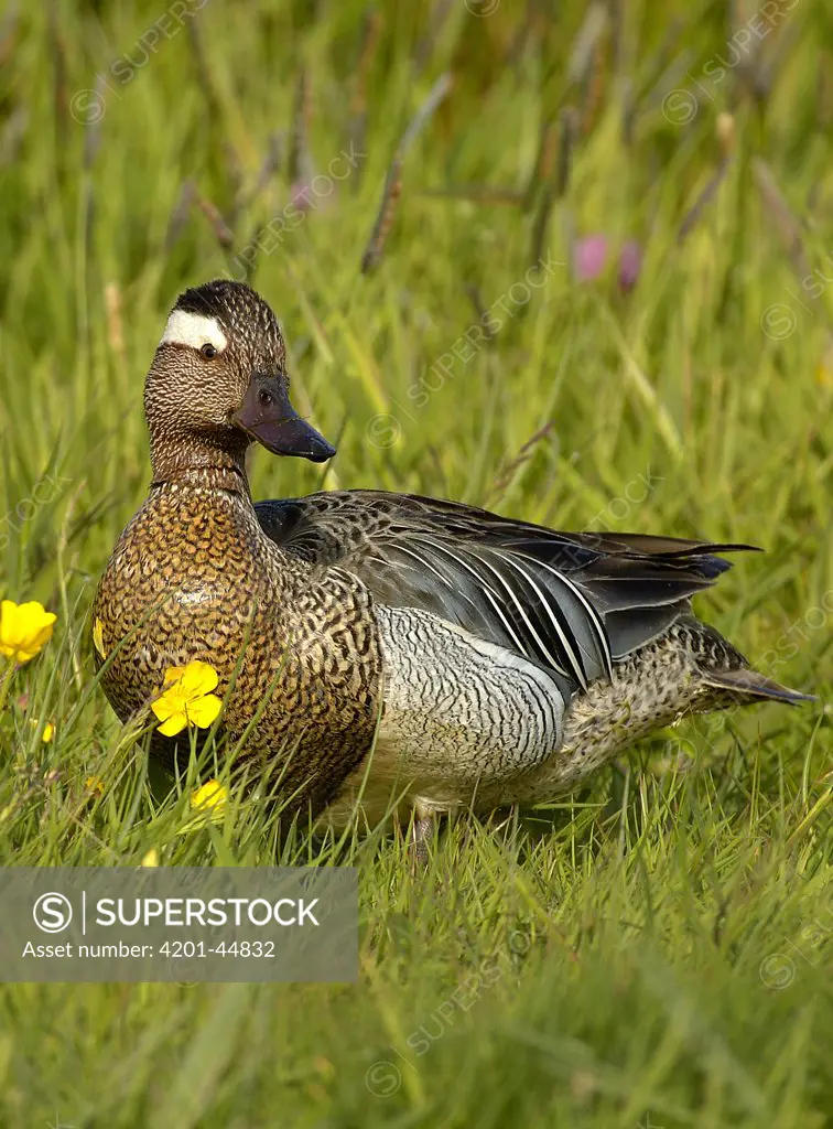 Garganey (Anas querquedula) male, in a field, Netherlands