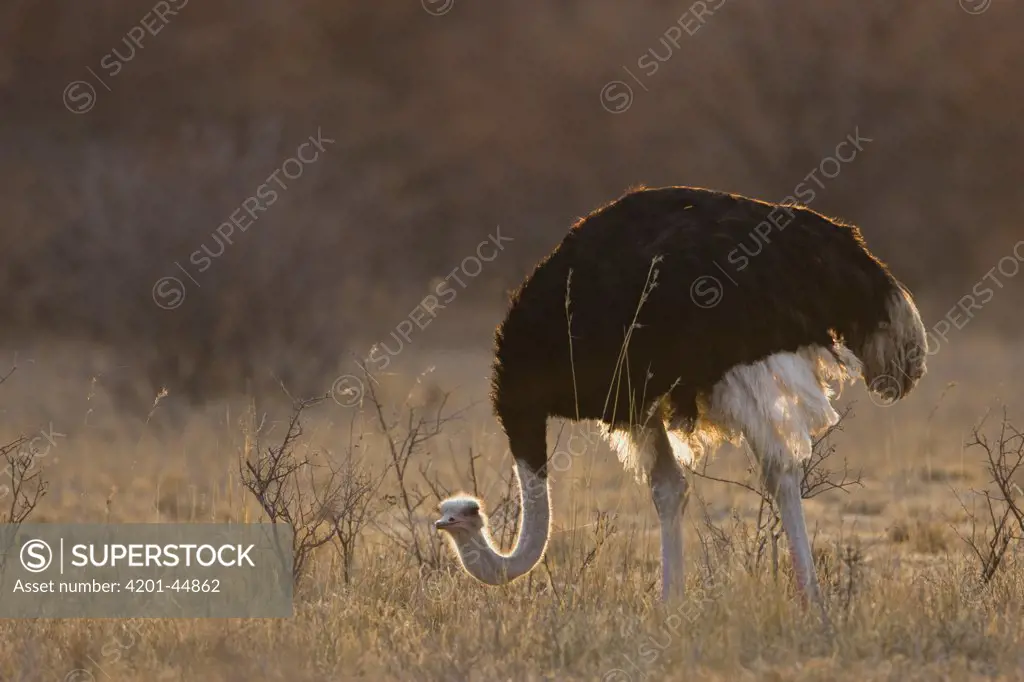 Ostrich (Struthio camelus) male, Khama Rhino Sanctuary, Serowe, Botswana