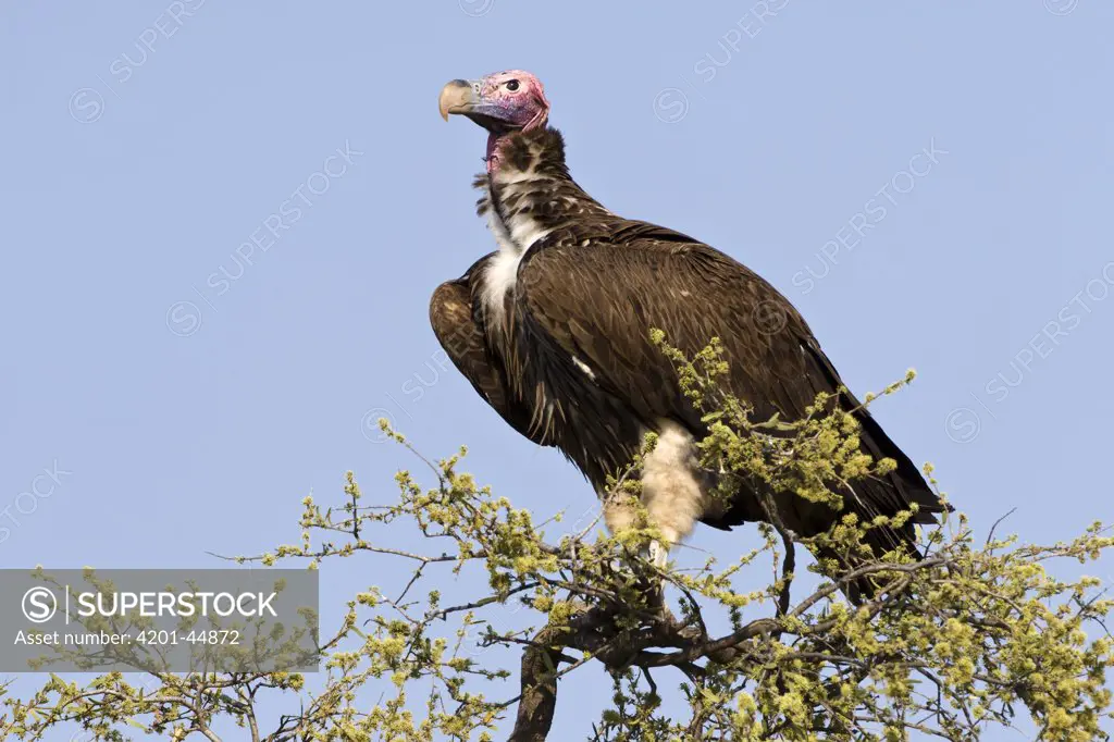 Lappet-faced Vulture (Torgos tracheliotus), Khama Rhino Sanctuary, Serowe, Botswana