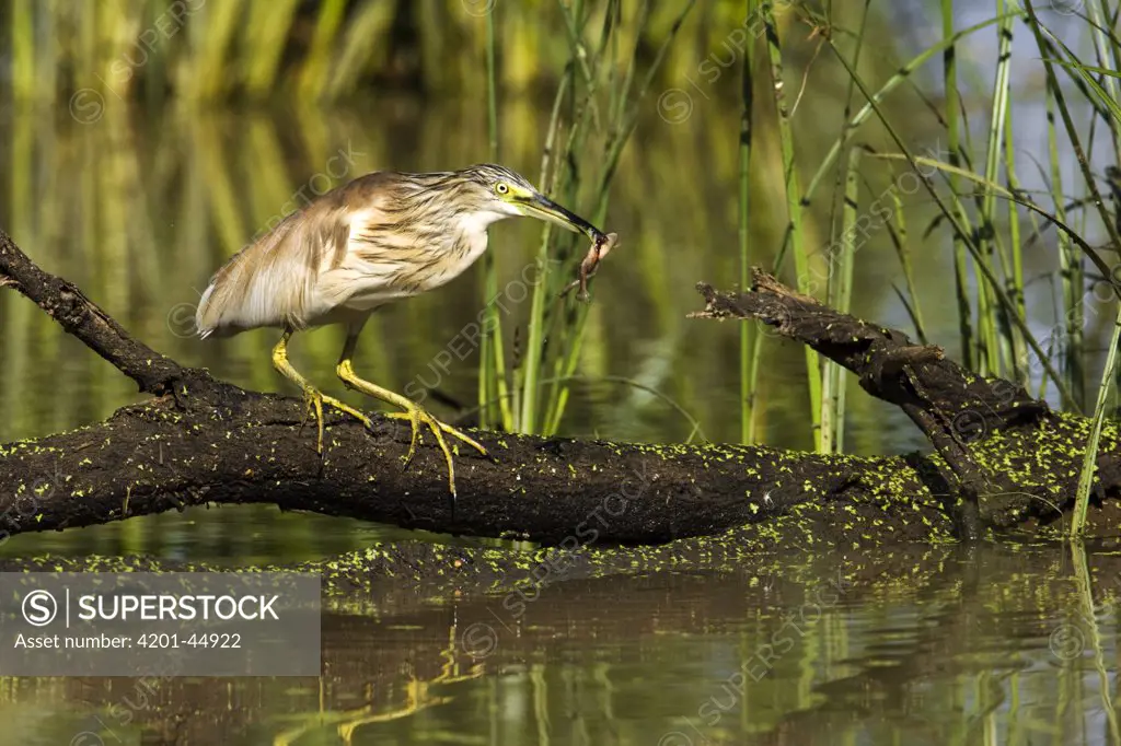 Squacco Heron (Ardeola ralloides) with frog in its bill, Gaborone Game Reserve, Botswana