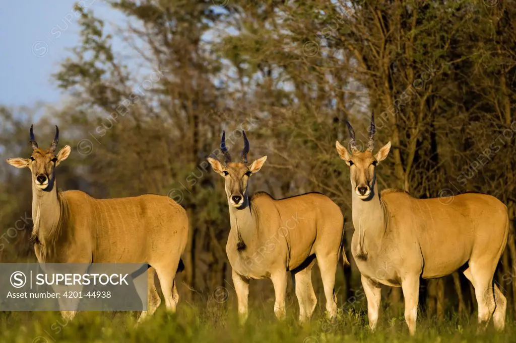 Eland (Taurotragus oryx) trio standing in the morning light, Khama Rhino Sanctuary, Serowe, Botswana
