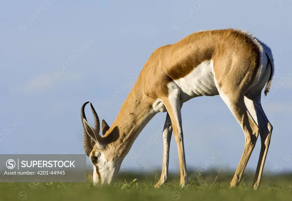 Springbok (Antidorcas marsupialis) male grazing, Deception Valley, Central Kalahari Game Reserve, Botswana