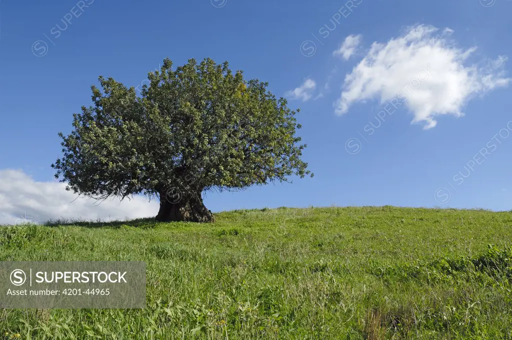 Olive (Olea europaea) tree in open field, Spain