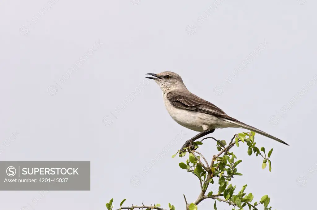 Northern Mockingbird (Mimus polyglottos) male singing, Texas