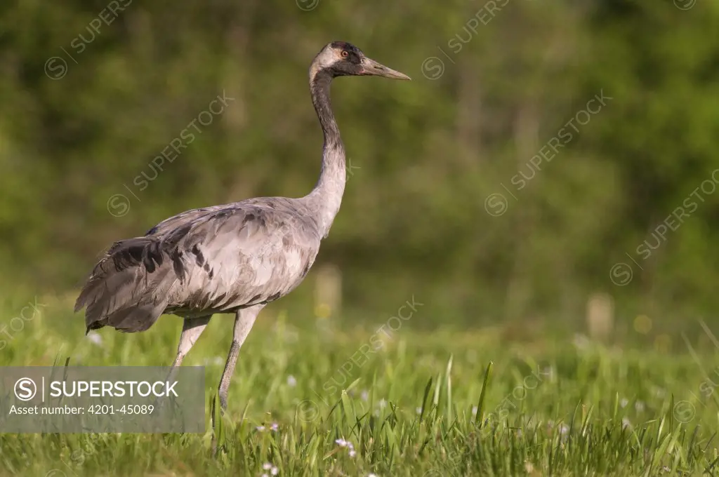 Common Crane (Grus grus), Kollum, Friesland, Netherlands