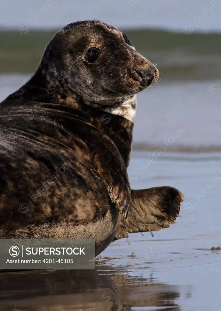 Grey Seal (Halichoerus grypus), Helgoland, Germany