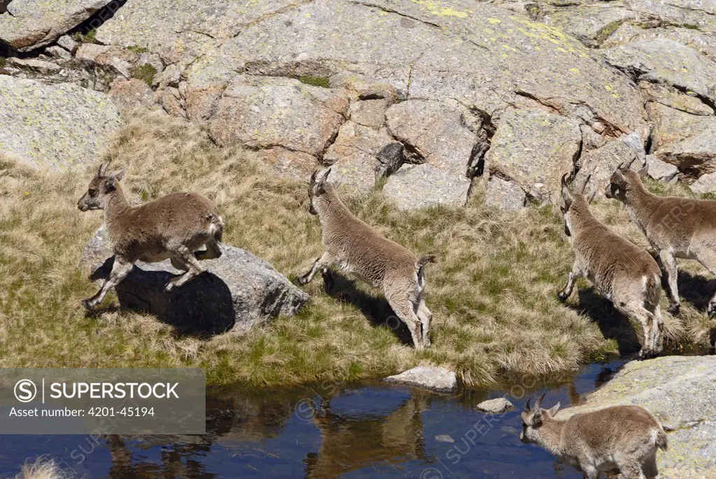 Pyrenean Ibex (Capra pyrenaica) juveniles jumping over water, Sierra de Gredos, Spain