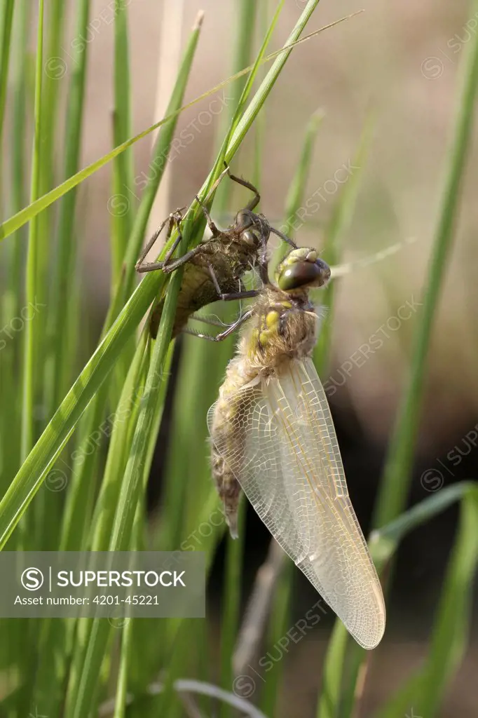 Four-spotted Chaser (Libellula quadrimaculata) dragonfly newly hatched, Engbertsdijksvenen, Overijssel, Netherlands