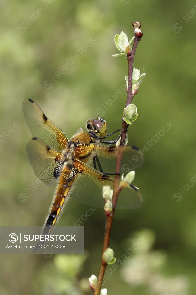 Four-spotted Chaser (Libellula quadrimaculata) dragonfly male, Engbertsdijksvenen, Overijssel, Netherlands