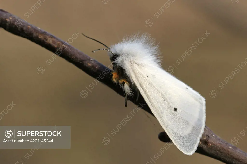 White Ermine (Spilosoma lubricipeda) moth, Engbertsdijksvenen, Overijssel, Netherlands