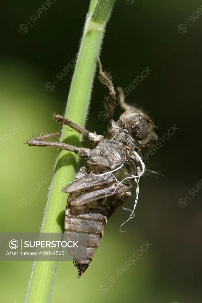 Scarce Chaser (Libellula fulva) dragonfly, shed exoskeleton called an exuvium, Overijssel, Netherlands