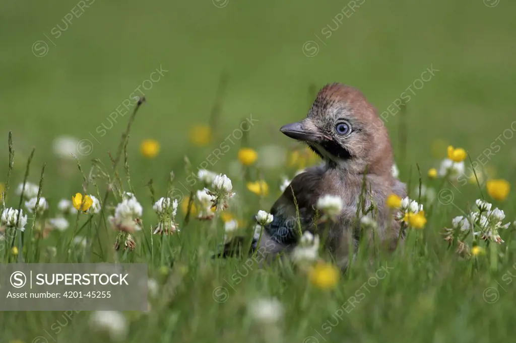 Eurasian Jay (Garrulus glandarius), Vriezenveen, Overijssel, Netherlands